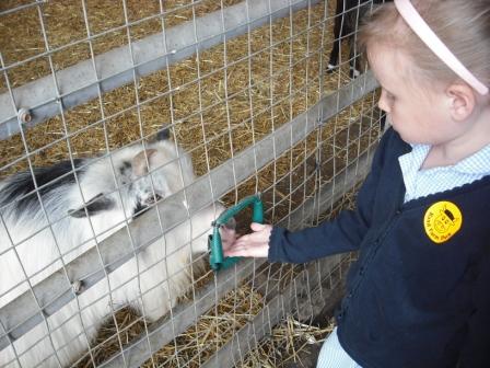 Feeding a goat