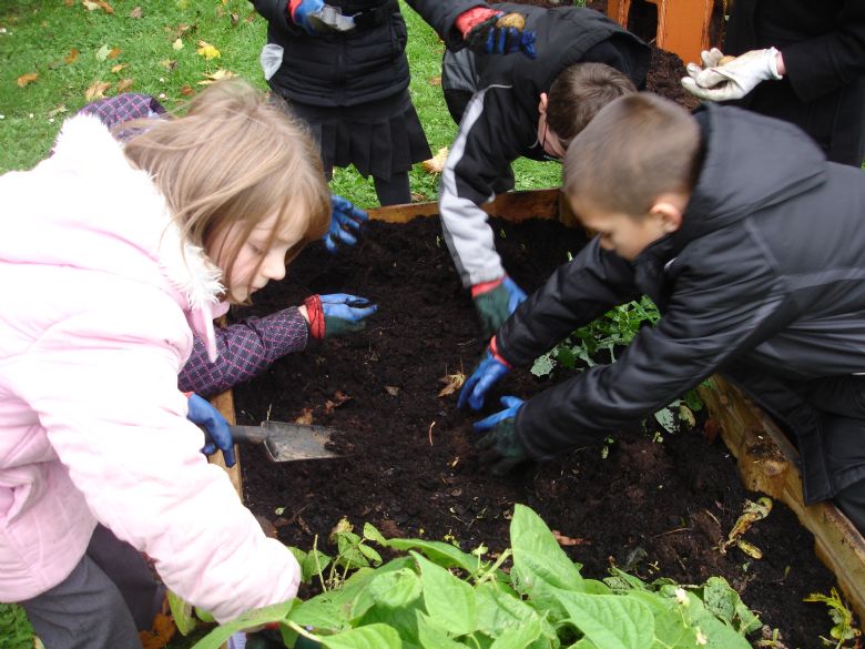 Some of the children in the gardening club harvesting their vegetable sready for the Harvest Festival sale.